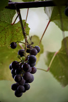 Vine Grapes