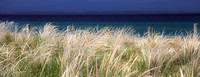 Grass On Sleeping Bear Shoreline