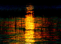 Reflections and Reeds