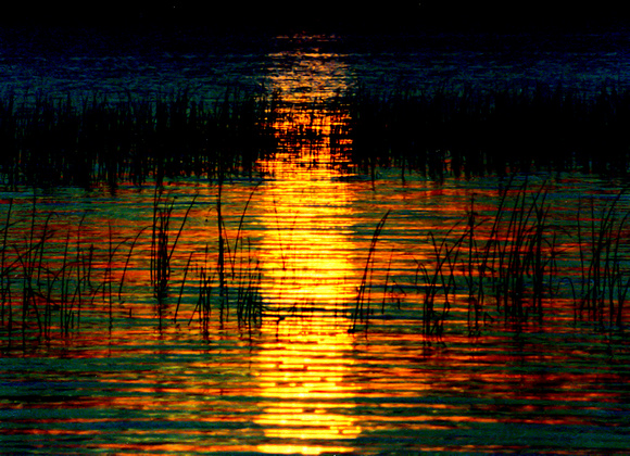 Reflections and Reeds
