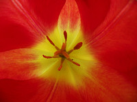 Red Tulip Macro
