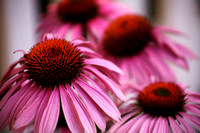 Pink Cone Flowers