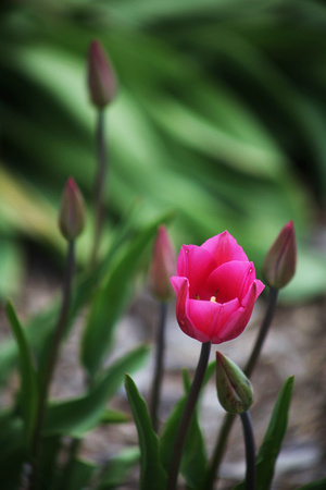 Little Pink Tulip