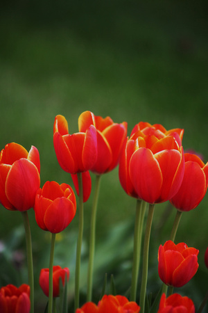 Red Tulips On Green