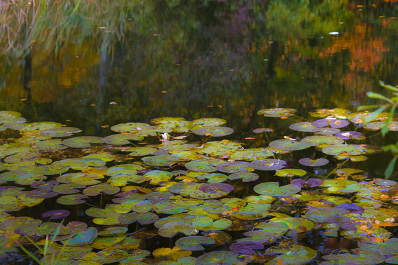 Pond Colors