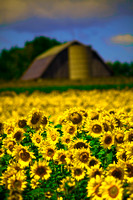 Farmed Sunflowers