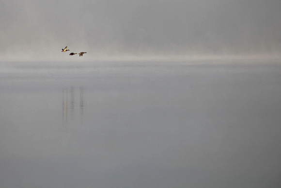 Ducks In The Mist