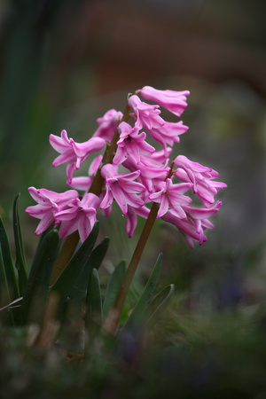 Hyacinth In Pink