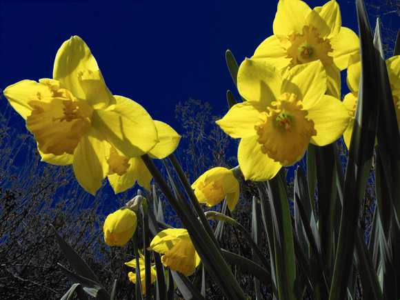 Daffodils In The Sky