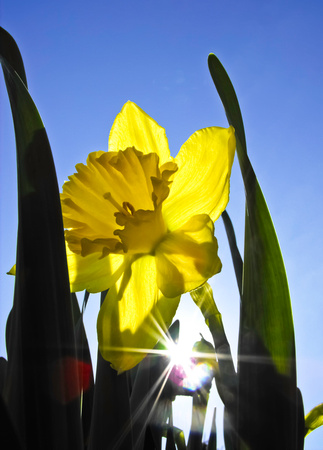 Daffodil Sunburst