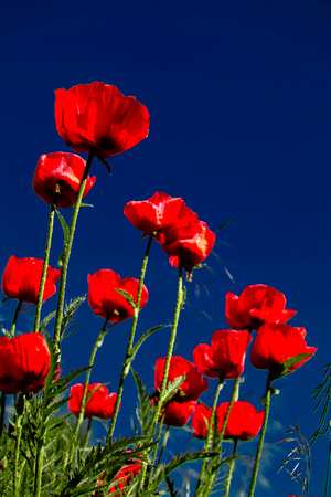 Poppies On Blue