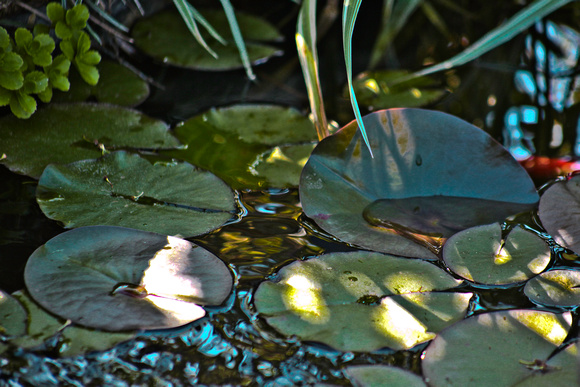 Lily Pond