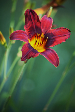 Red And Yellow Lily