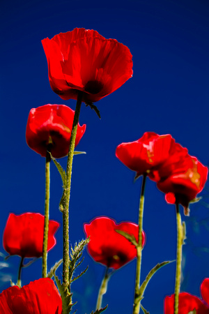 Poppies In The Blue Sky