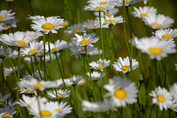 Just Daisies