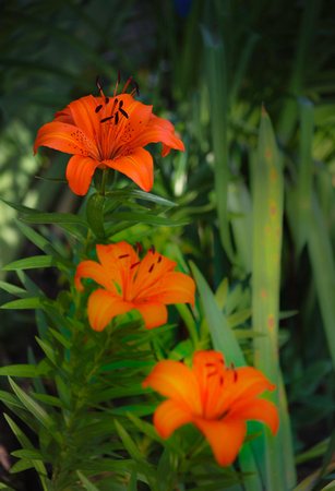 Lily In Orange