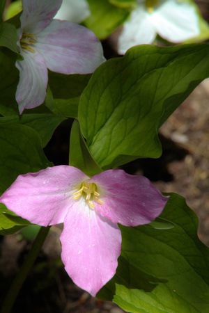 Trillium