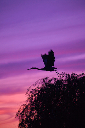 Blue Heron Sunset