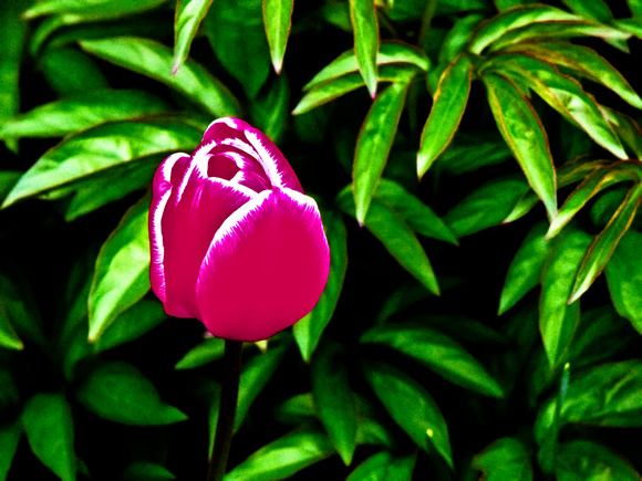 Tulip